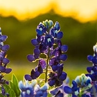 blue bonnet flower