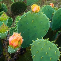prickly pear cactus flower