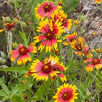 indian blanket flowers